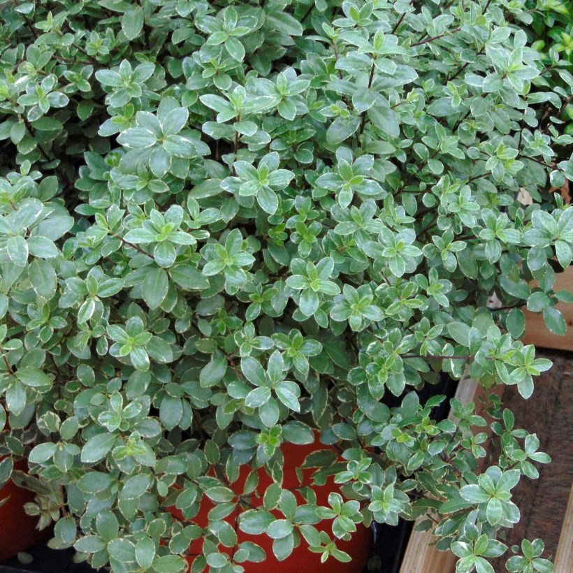 Pittosporum tenuifolium Silver Ball (Hafen)