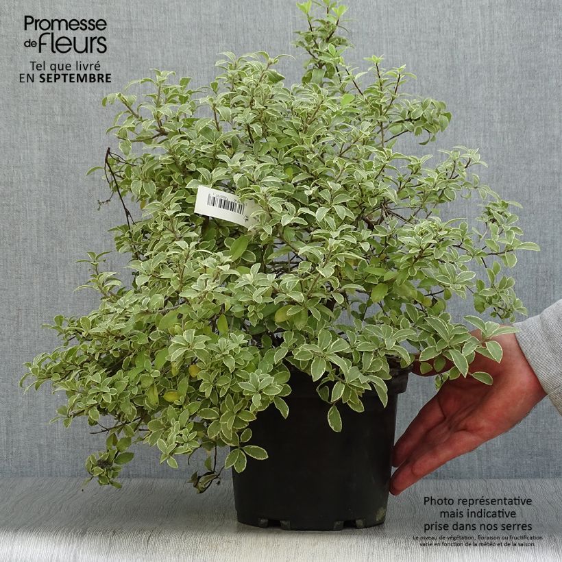 Exemplar von Pittosporum tenuifolium Silver Ball Pot de 2L/3L wie im Herbst geliefert