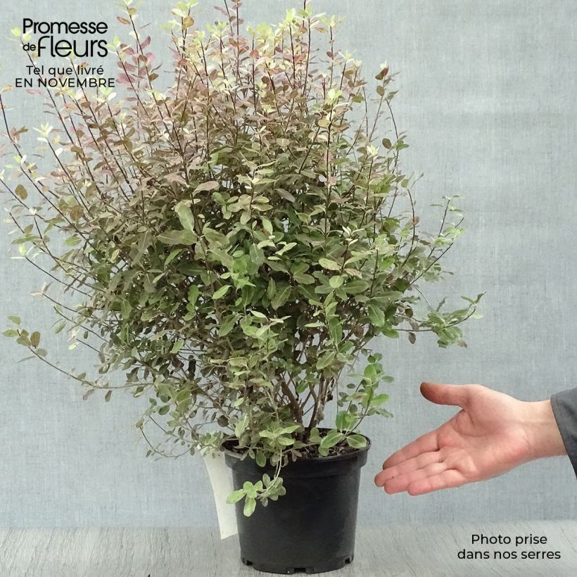 Exemplar von Pittosporum tenuifolium Tom Thumb - Pittosporum à petites feuilles Pot de 2L/3L wie im Herbst geliefert