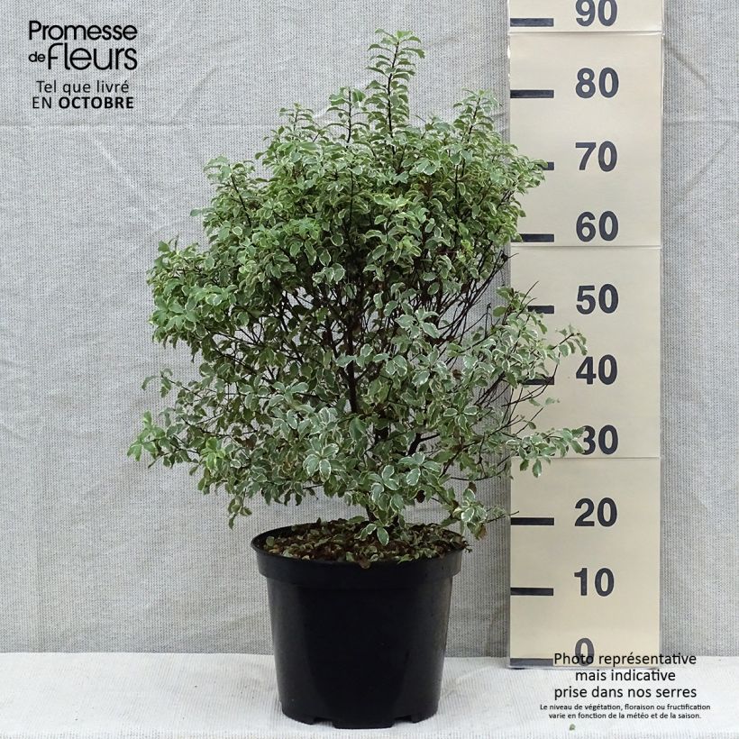 Exemplar von Pittosporum tenuifolium Variegatum pot de 10L wie im Herbst geliefert