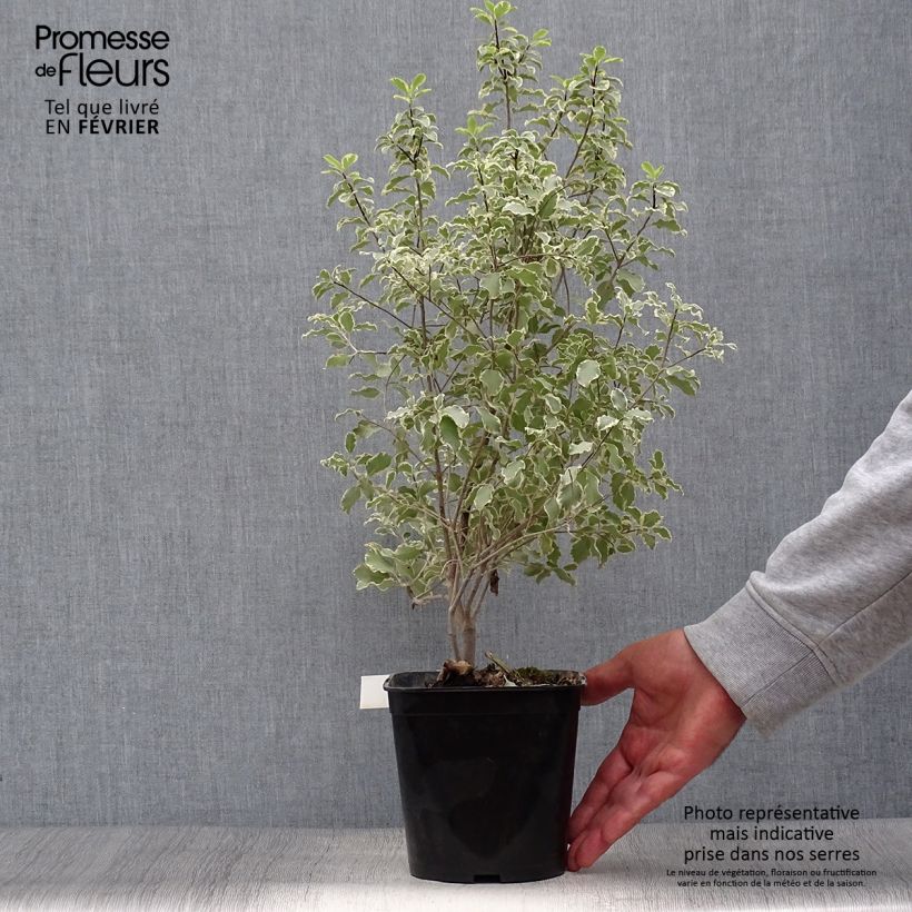 Exemplar von Pittosporum tenuifolium Variegatum pot de 2L wie im Herbst geliefert