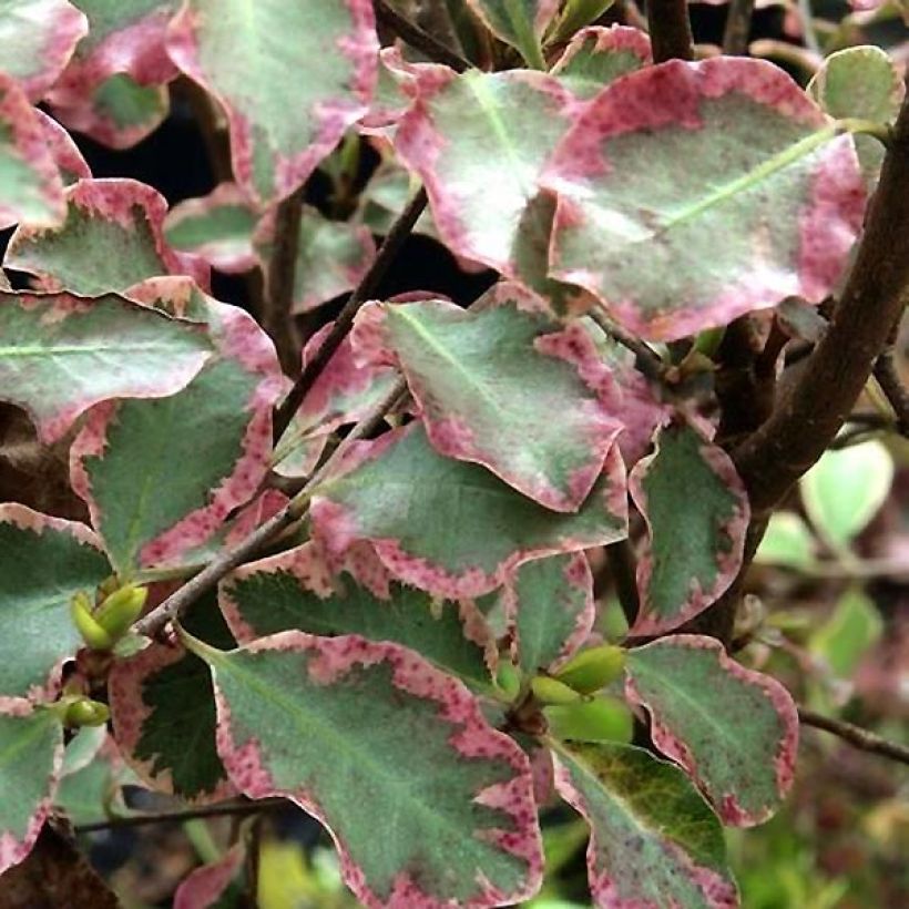 Pittosporum tenuifolium Victoria (Laub)