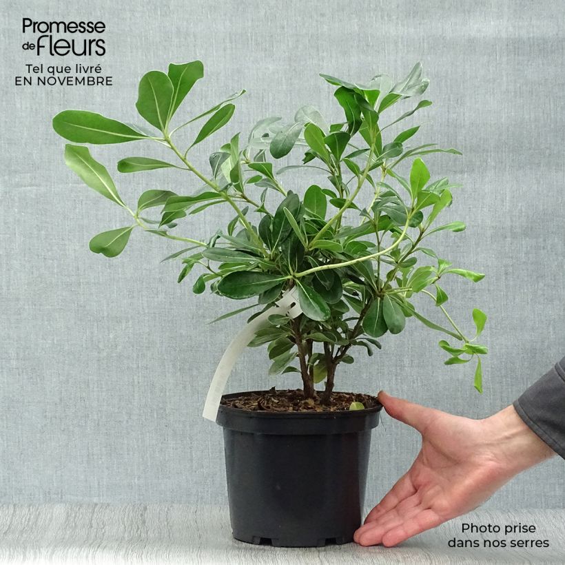 Exemplar von Pittosporum tobira - Chinesischer Klebsame wie im Herbst geliefert