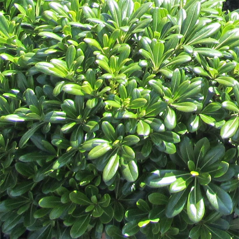 Pittosporum tobira Nanum - Chinesischer Klebsame (Laub)