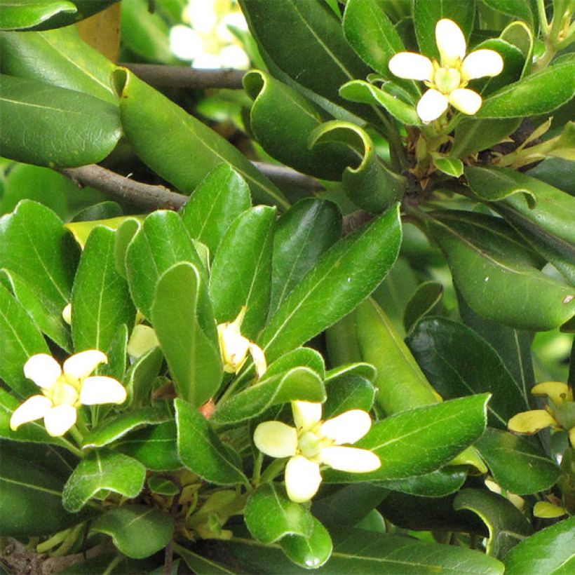 Pittosporum tobira Nanum - Chinesischer Klebsame (Blüte)