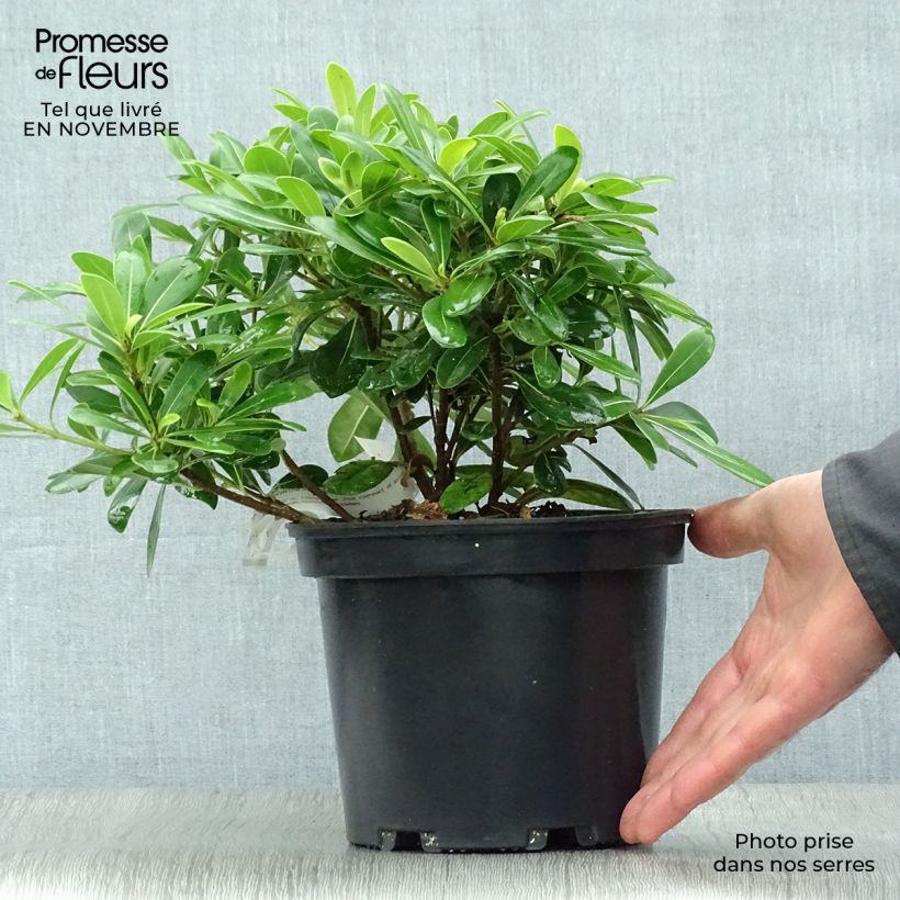 Exemplar von Pittosporum tobira Nanum pot de 3L wie im Herbst geliefert