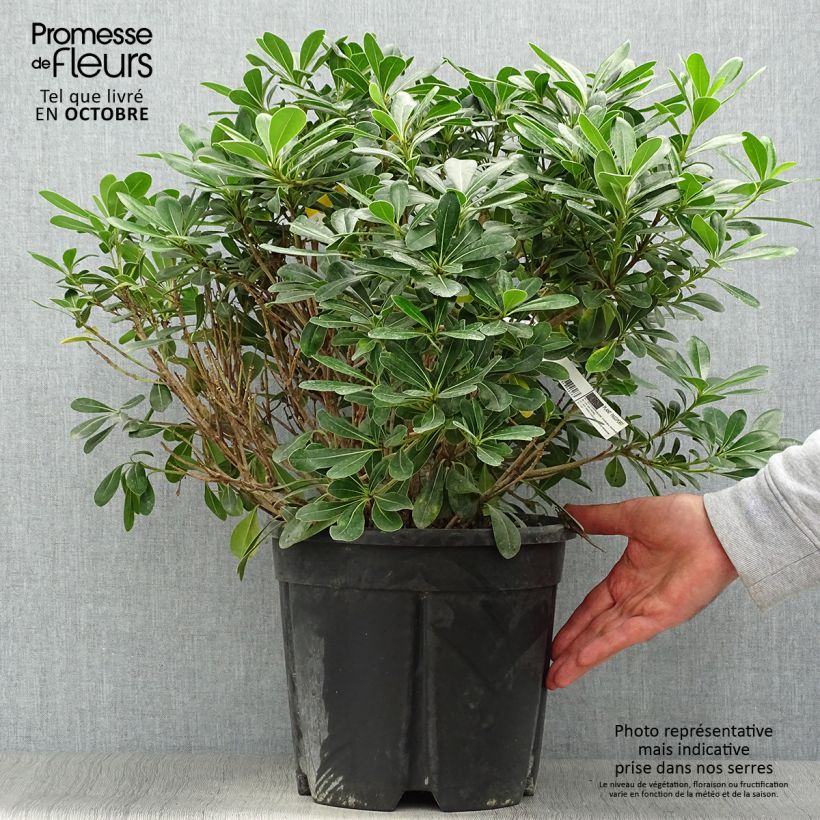 Exemplar von Pittosporum tobira Nanum pot de 7,5L/10L wie im Herbst geliefert