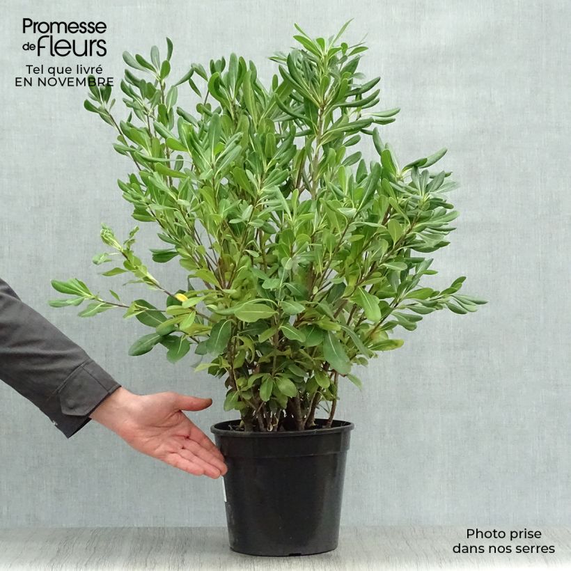 Exemplar von Pittosporum tobira - Chinesischer Klebsame wie im Herbst geliefert