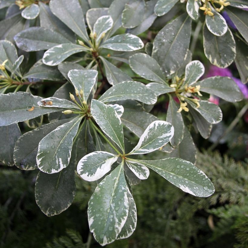 Pittosporum tobira Variegatum - Chinesischer Klebsame (Laub)