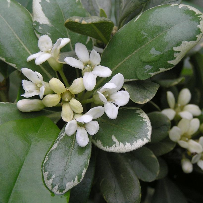 Pittosporum tobira Variegatum - Chinesischer Klebsame (Blüte)