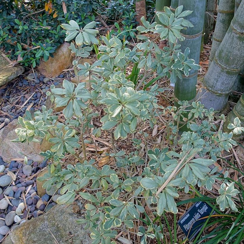 Pittosporum tobira Variegatum - Chinesischer Klebsame (Hafen)