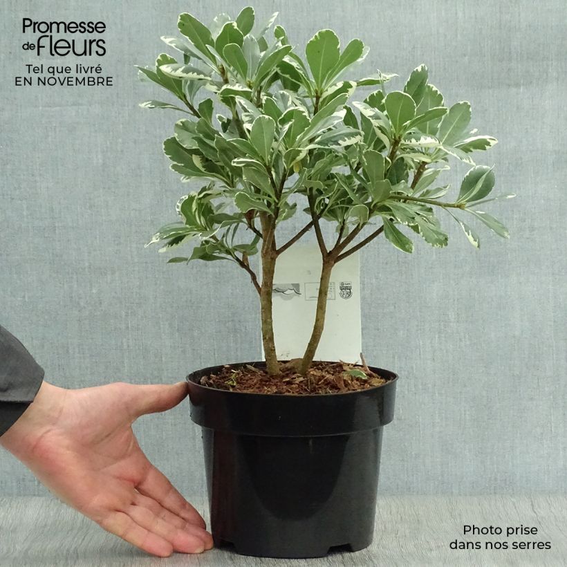 Exemplar von Pittosporum tobira Variegatum Pot de 2L/3L wie im Herbst geliefert