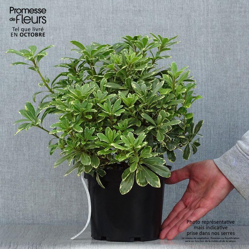 Exemplar von Pittosporum tobira nana Neige du mont Ventoux Pot de 3L/4L wie im Herbst geliefert