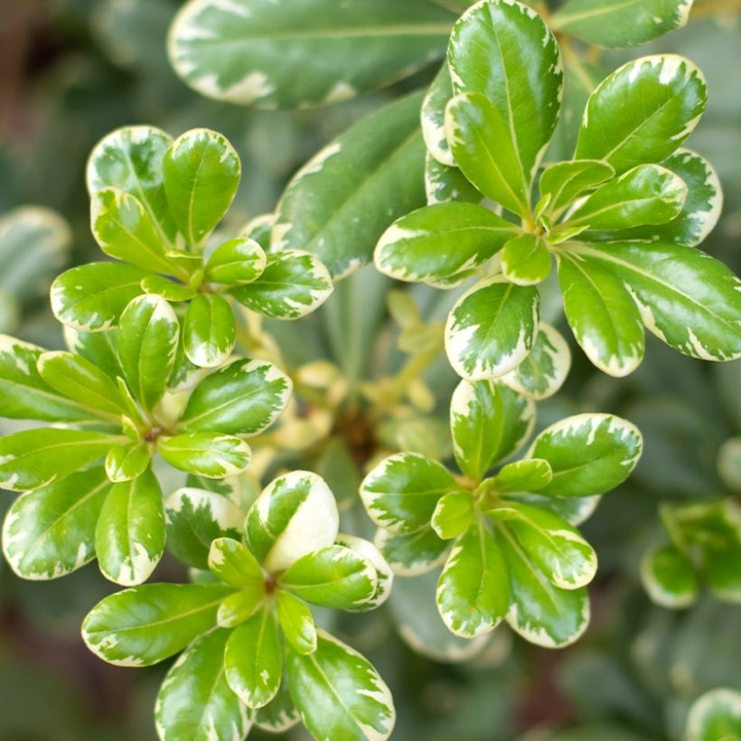 Pittosporum tobira Neige du mont Ventoux - Chinesischer Klebsame (Laub)