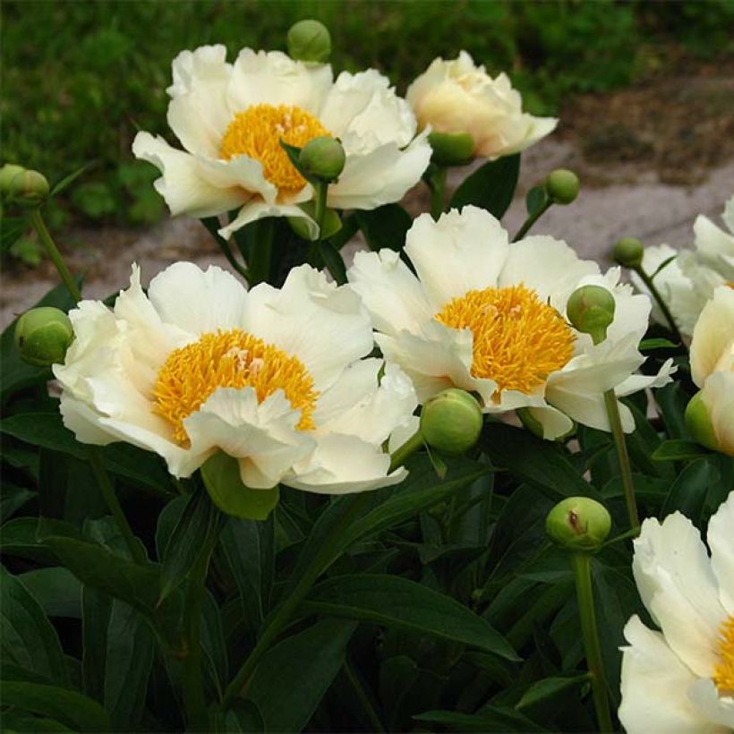 Paeonia lactiflora Claire de Lune - Edel-Pfingstrosen (Blüte)