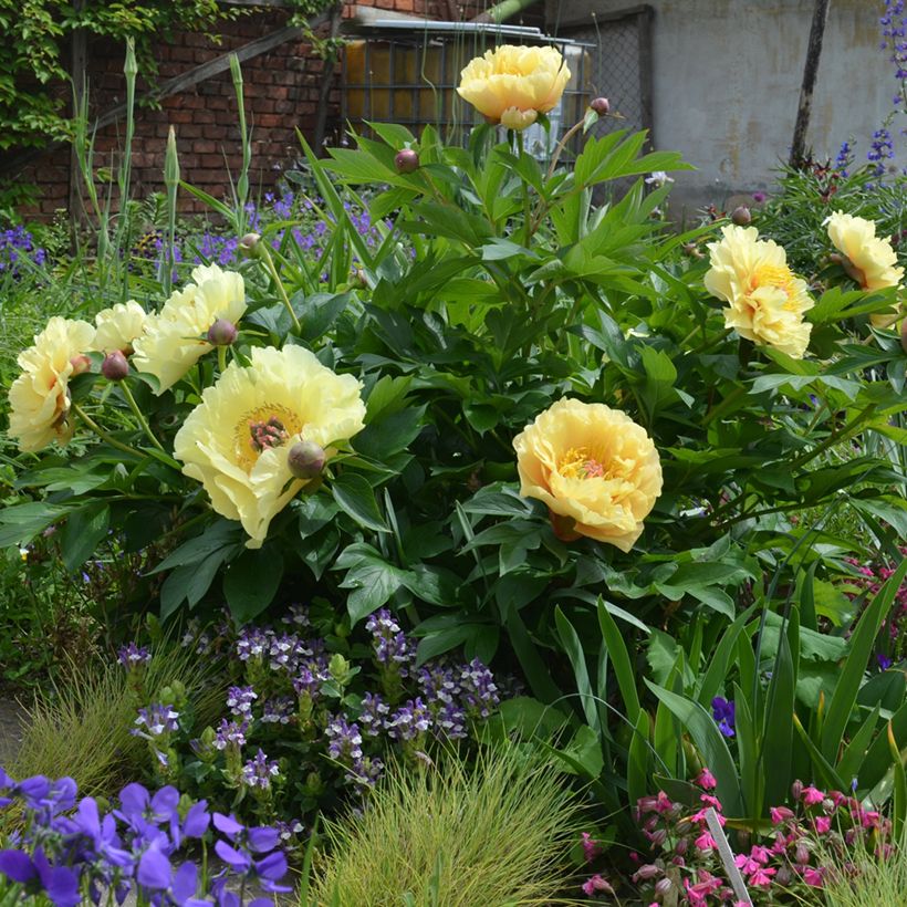 Paeonia Itoh Garden Treasure (Hafen)