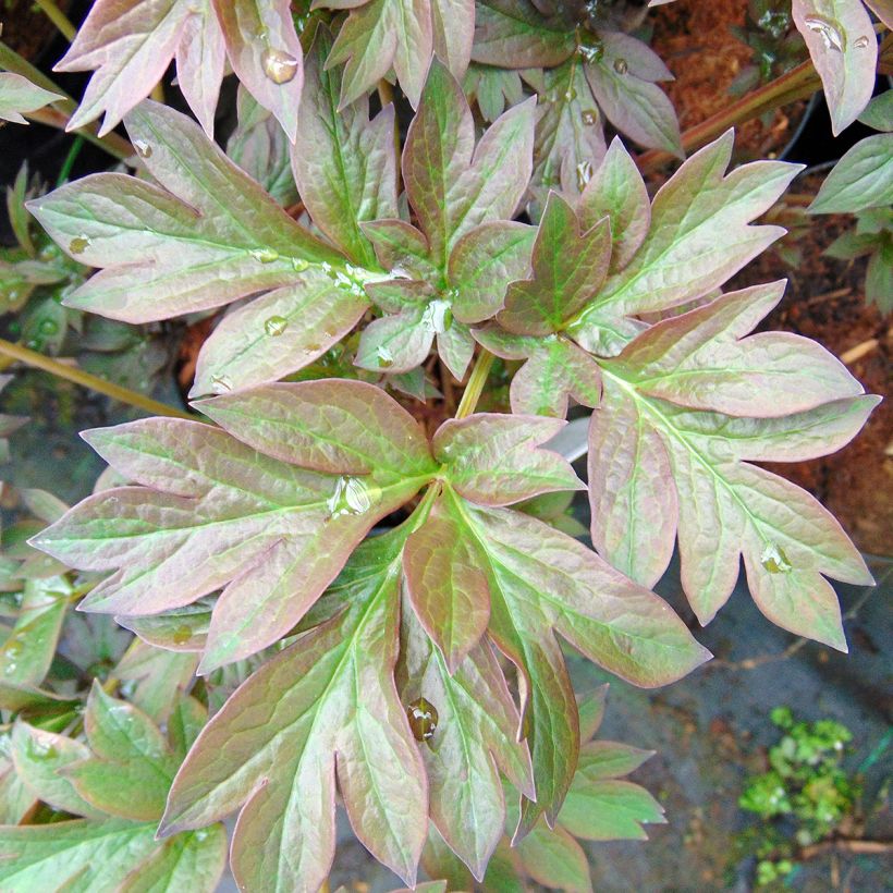 Paeonia Itoh Old Rose Dandy (Laub)