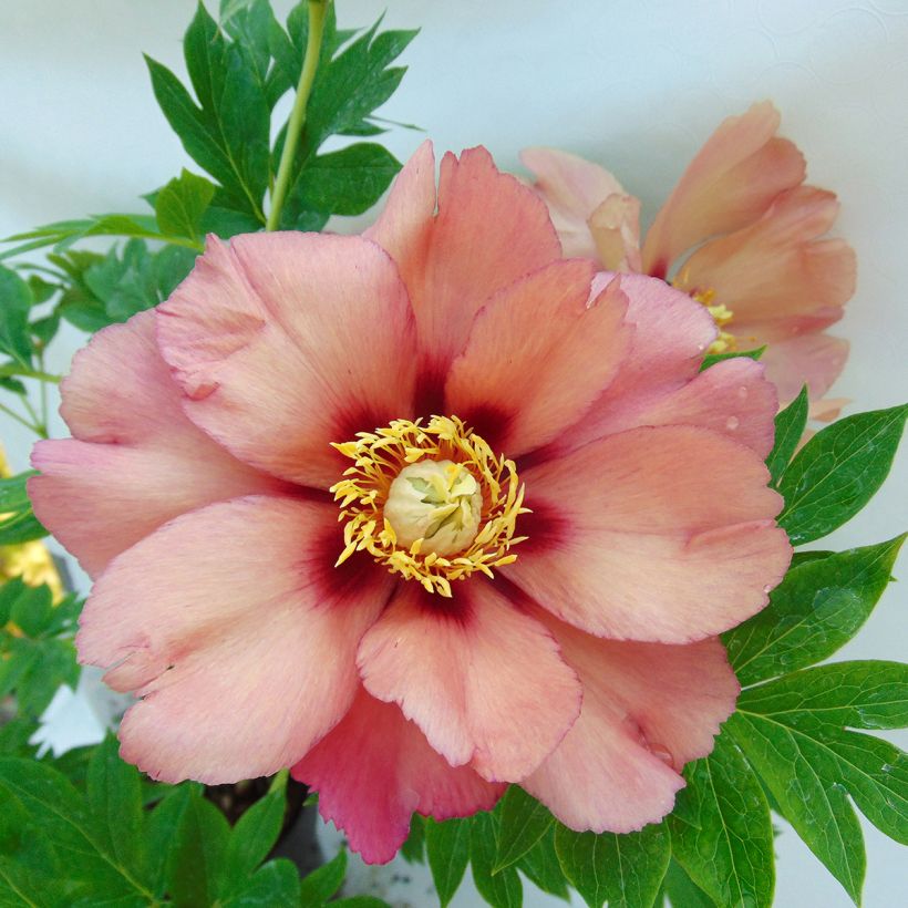 Paeonia Itoh Old Rose Dandy (Blüte)