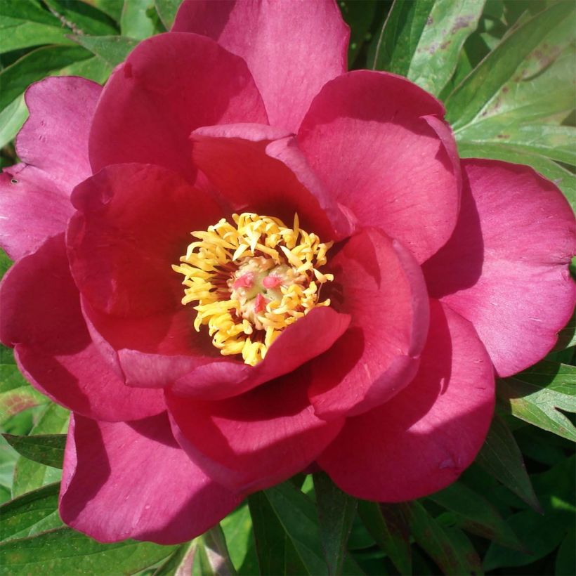 Paeonia Itoh Pink Ardour (Blüte)