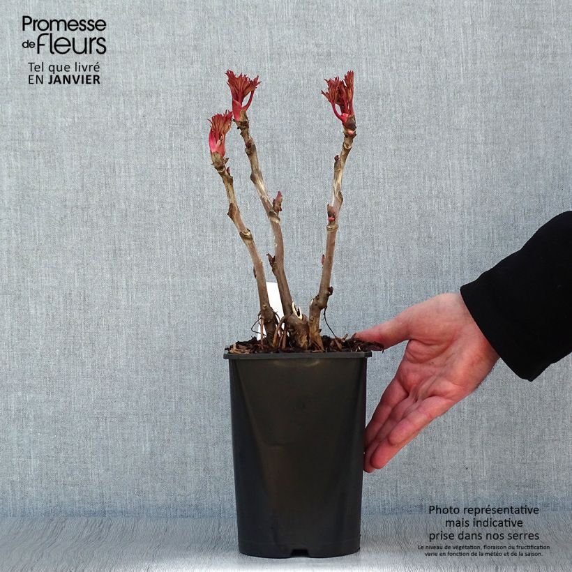 Exemplar von Pivoine arbustive 09 Lu He Hong - Paeonia (x) suffruticosa Pot de 2L/3L wie im Winter geliefert