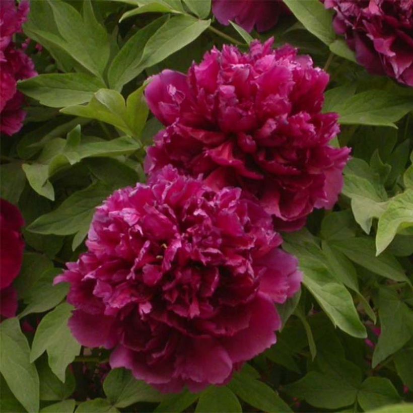 Paeonia suffruticosa Bai Yuan Hong Xia - Strauch-Pfingstrose (Blüte)