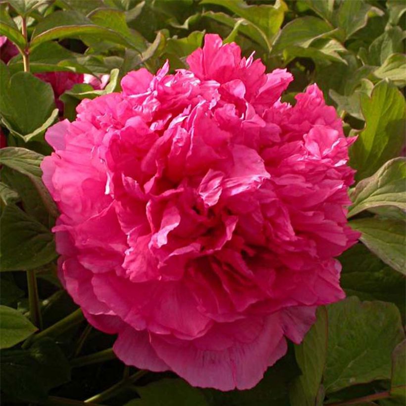 Paeonia suffruticosa Juan Ye Hong - Strauch-Pfingstrose (Blüte)