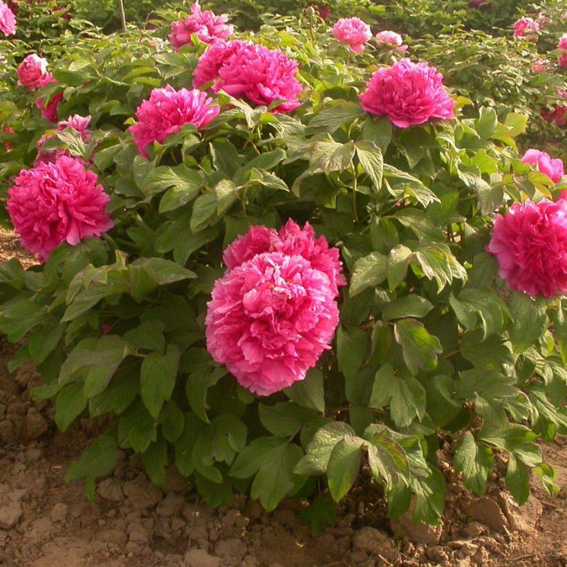 Paeonia suffruticosa Juan Ye Hong - Strauch-Pfingstrose (Hafen)