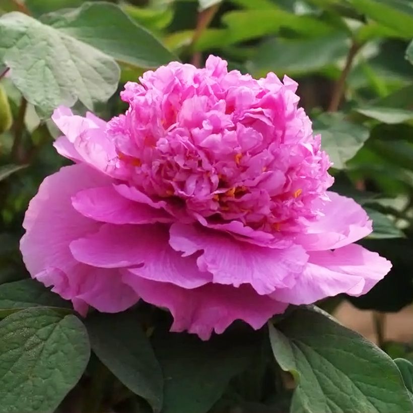 Paeonia suffruticosa Cai Hui - Strauch-Pfingstrose (Blüte)