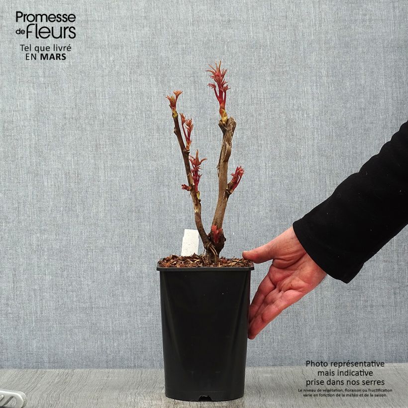 Exemplar von Pivoine arbustive Cai Hui - Paeonia suffruticosa - pot de 2L/3L wie im Winter geliefert