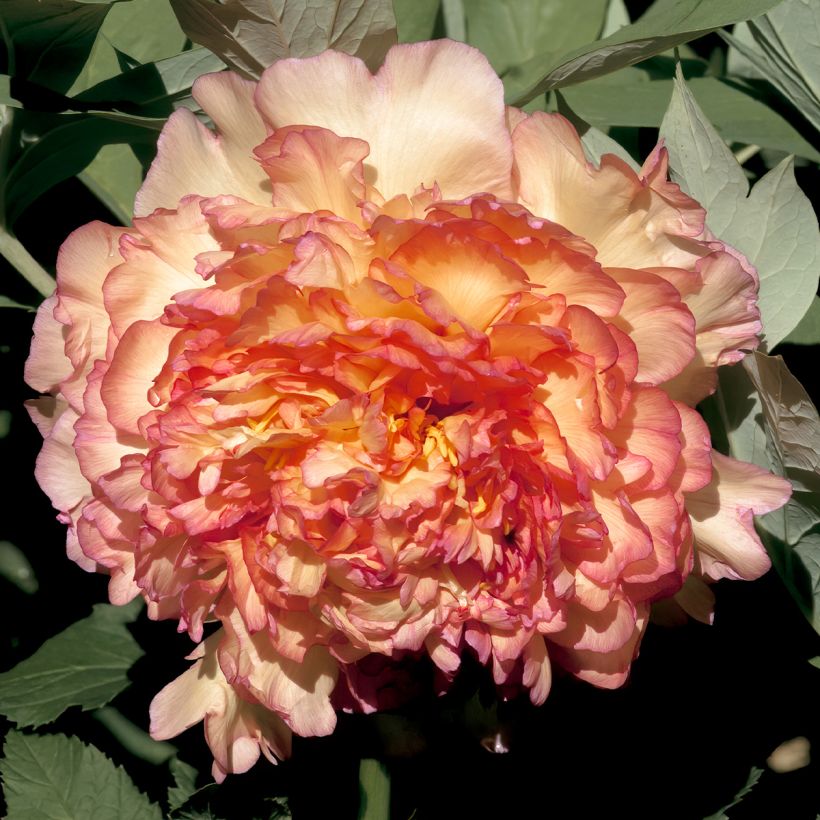 Paeonia suffruticosa Jin Ge - Strauch-Pfingstrose (Blüte)