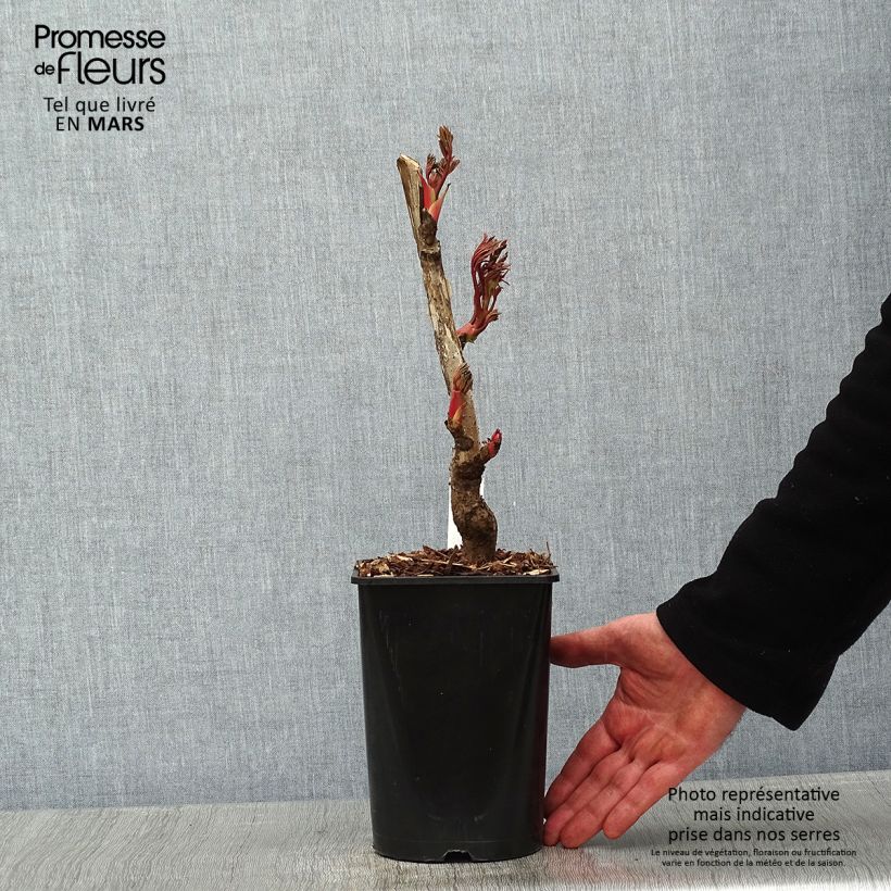 Exemplar von Pivoine arbustive Jin Ge - Paeonia suffruticosa - pot de 2L/3L wie im Winter geliefert