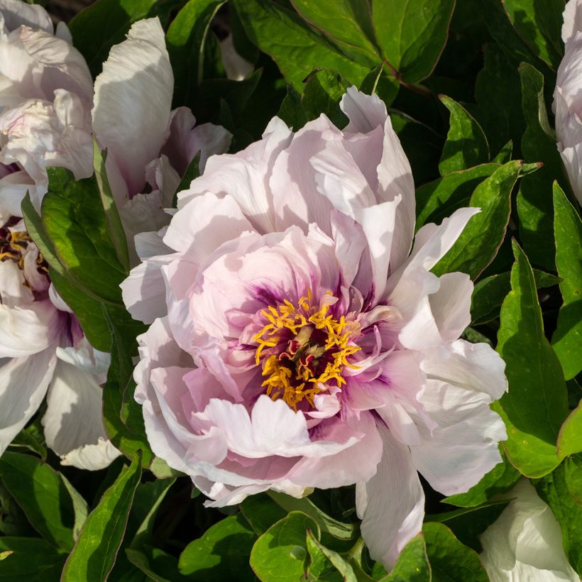 Paeonia suffruticosa Lan Bao Shi - Strauch-Pfingstrose (Blüte)