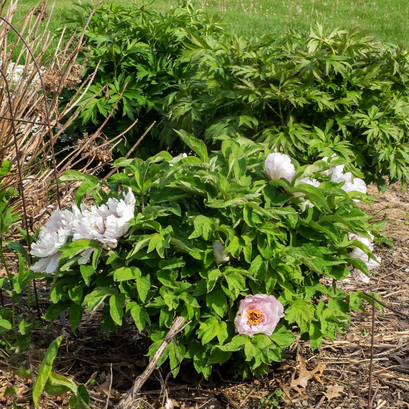 Paeonia suffruticosa Lan Bao Shi - Strauch-Pfingstrose (Hafen)