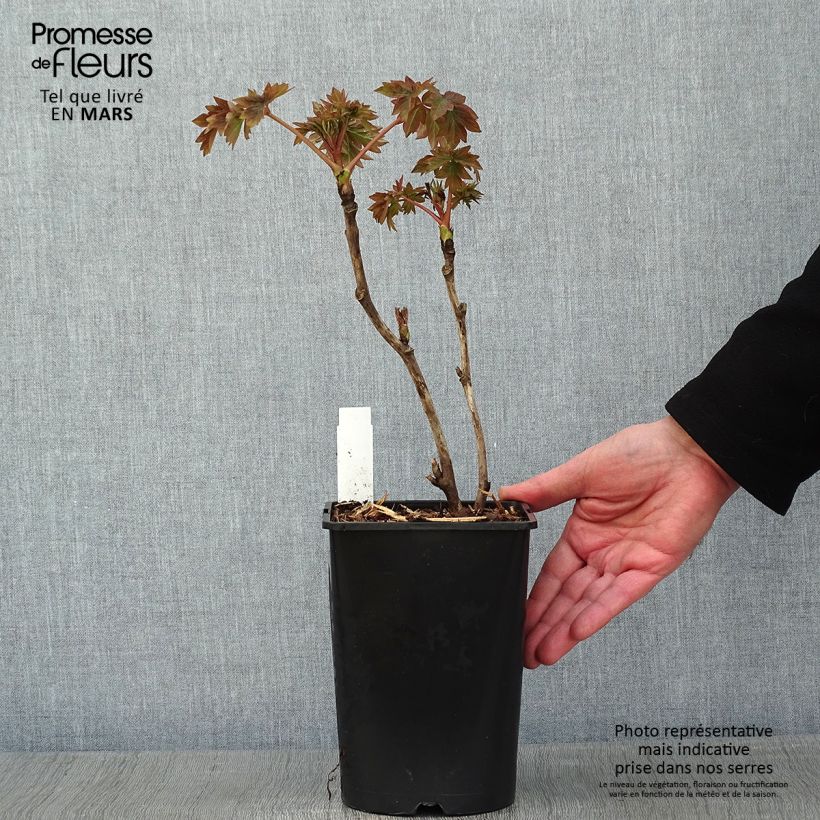 Exemplar von Pivoine arbustive Luo Yang Hong - Paeonia suffruticosa - pot de 2L/3L  wie im Winter geliefert