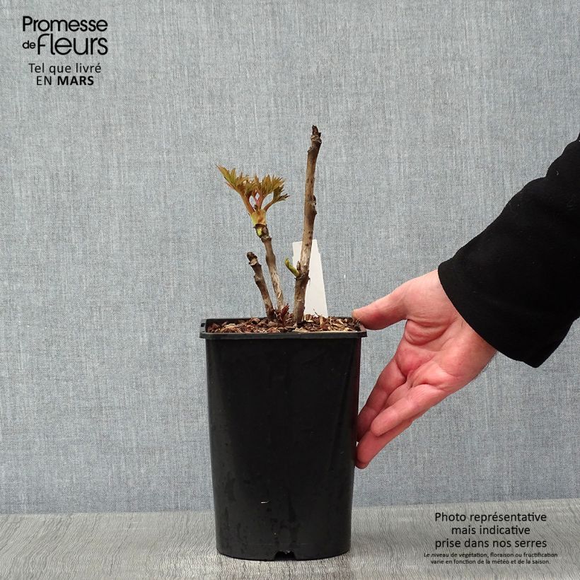 Exemplar von Pivoine arbustive Rou Fu Rong - Paeonia suffruticosa - pot de 2L/3L wie im Winter geliefert