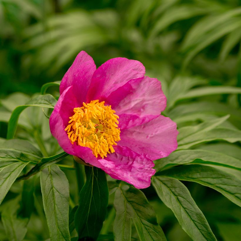 Paeonia anomala (Blüte)