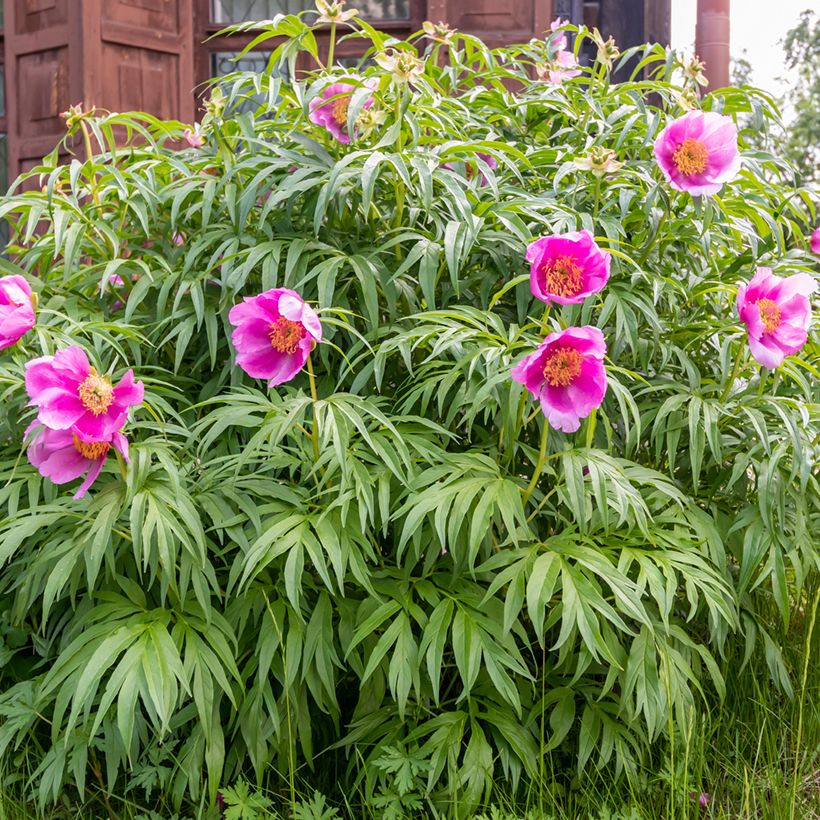 Paeonia anomala (Hafen)