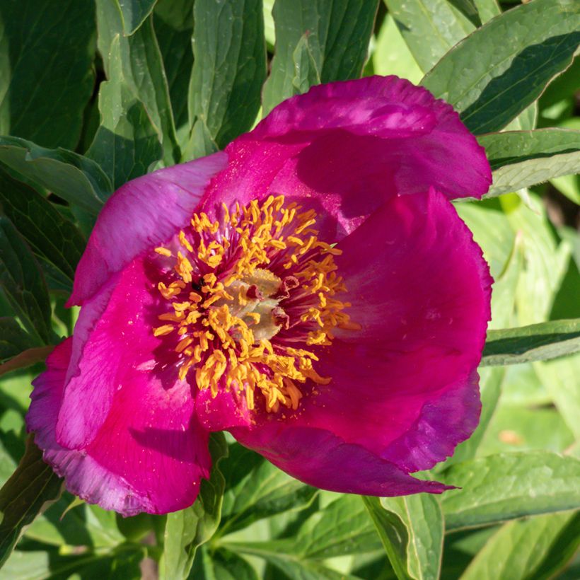 Paeonia humilis (Blüte)