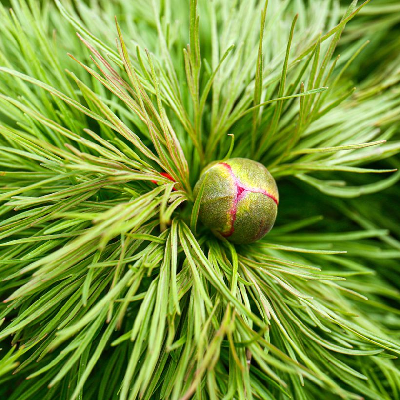 Paeonia tenuifolia - Netzblatt-Pfingstrose (Laub)