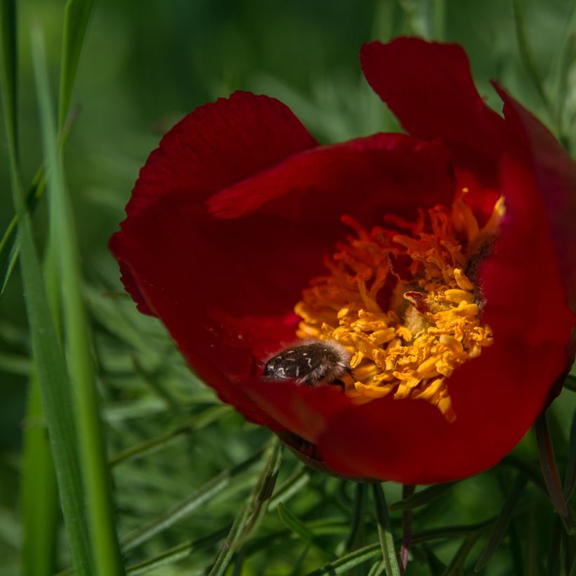 Paeonia tenuifolia - Netzblatt-Pfingstrose (Blüte)