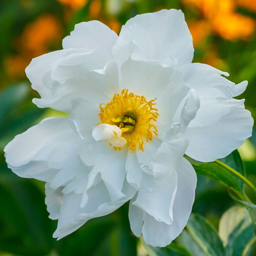 Paeonia emodi Late Windflower (Blüte)