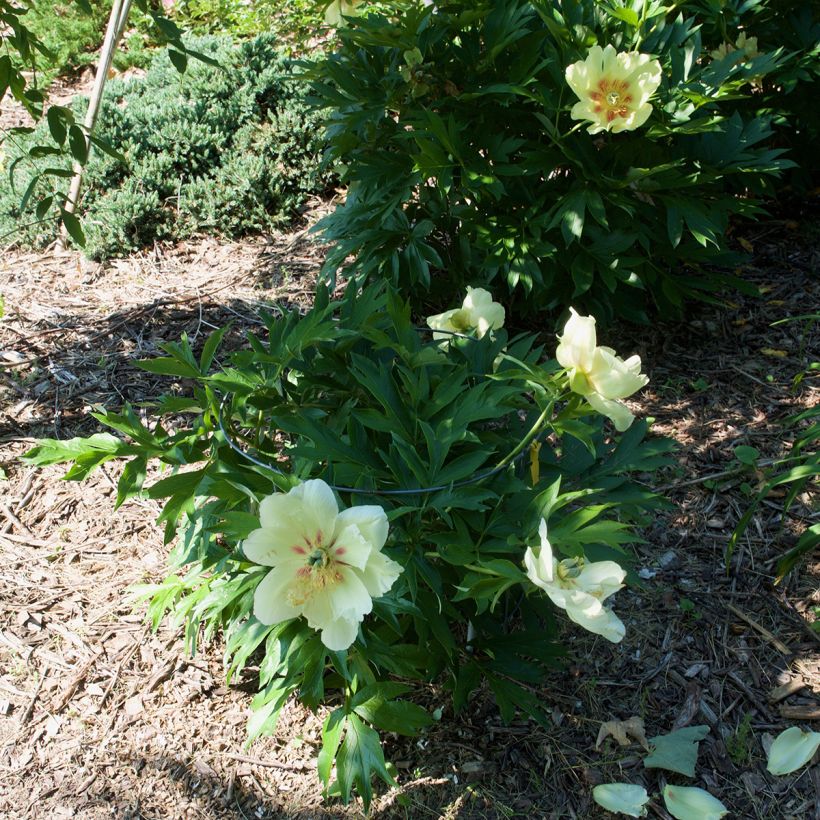 Paeonia Itoh Viking Full Moon (Hafen)