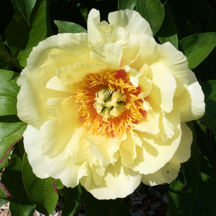 Paeonia Itoh Yellow Crown (Blüte)