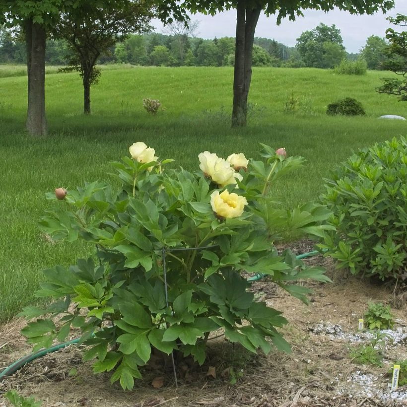 Paeonia Itoh Yellow Crown (Hafen)