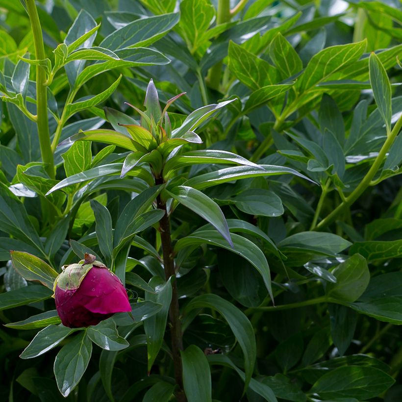 Paeonia lactiflora Command Performance - Edel-Pfingstrosen (Laub)