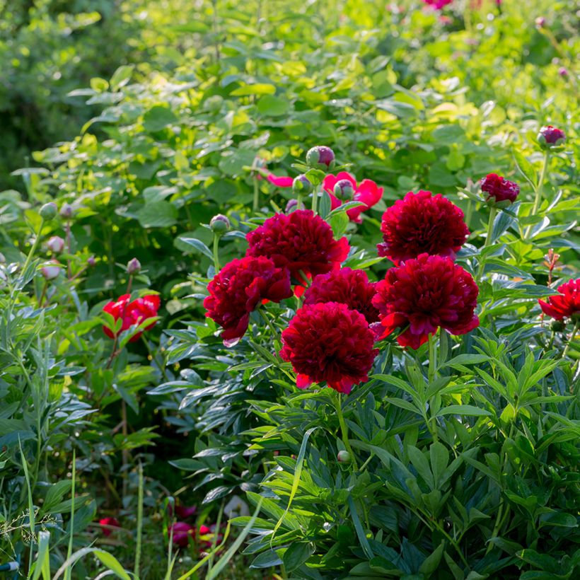 Paeonia lactiflora Command Performance - Edel-Pfingstrosen (Hafen)