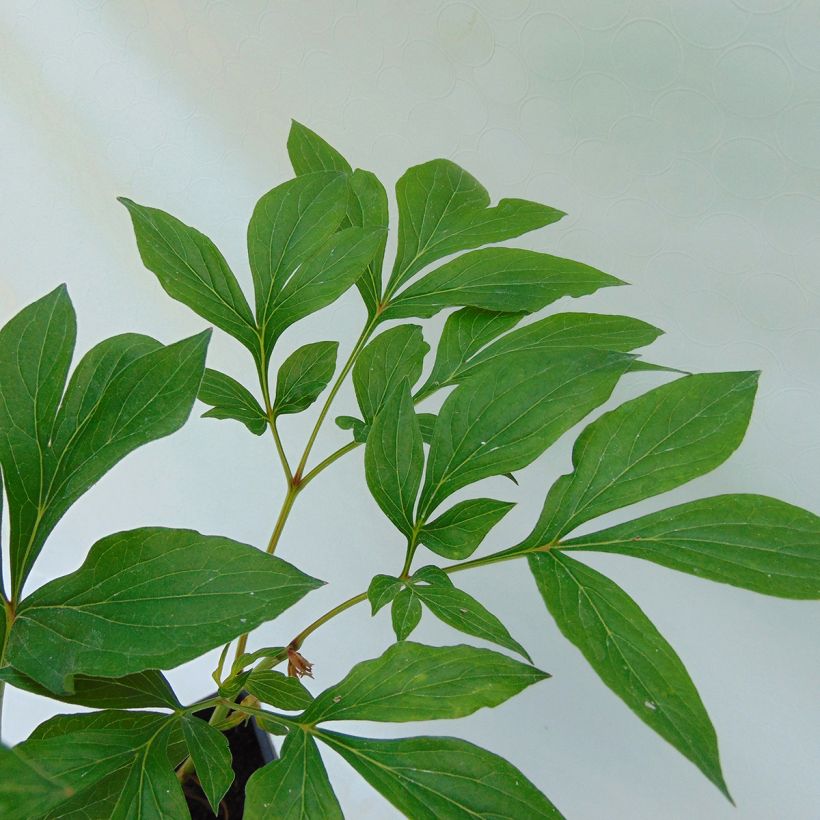 Paeonia lactiflora Festiva Maxima - Edel-Pfingstrosen (Laub)