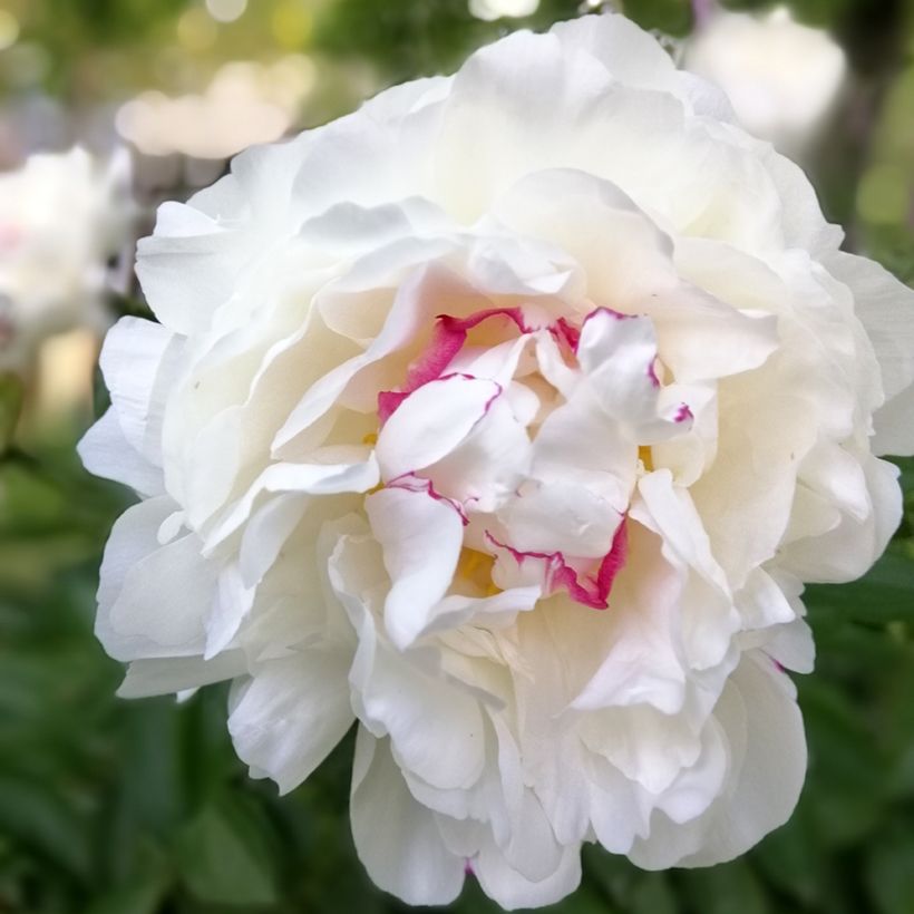 Paeonia lactiflora Festiva Maxima - Edel-Pfingstrosen (Blüte)