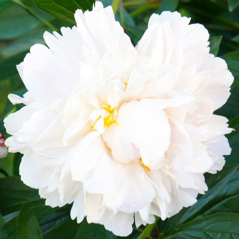 Paeonia lactiflora Gardenia - Edel-Pfingstrosen (Blüte)