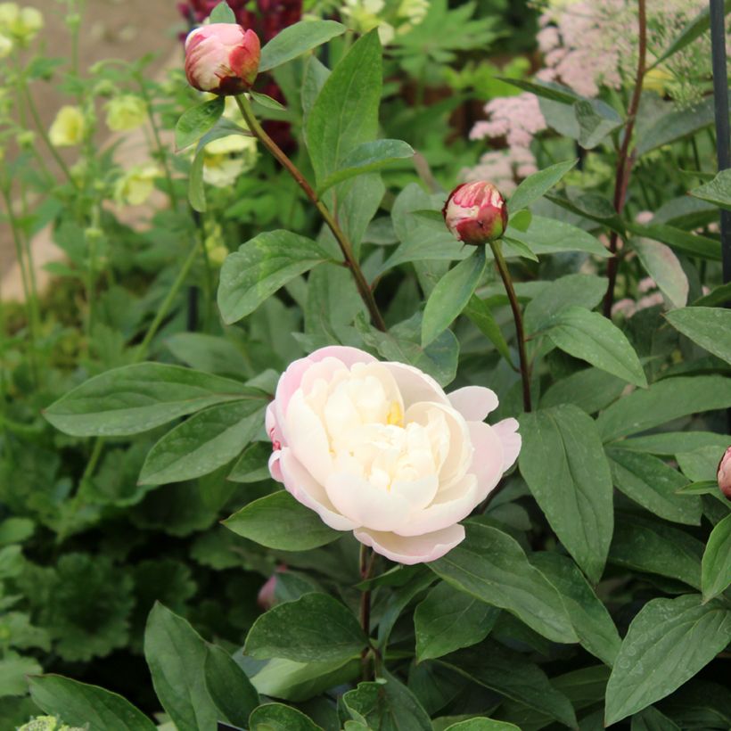 Paeonia lactiflora Gardenia - Edel-Pfingstrosen (Laub)